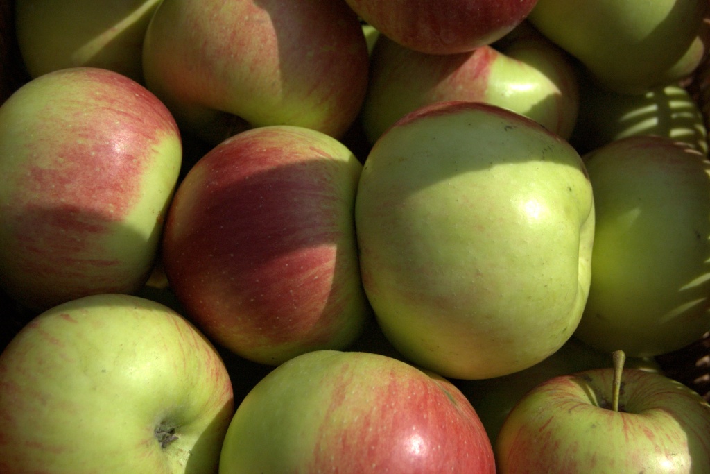 Mus jabłkowy – jabłka duszone na szarlotkę